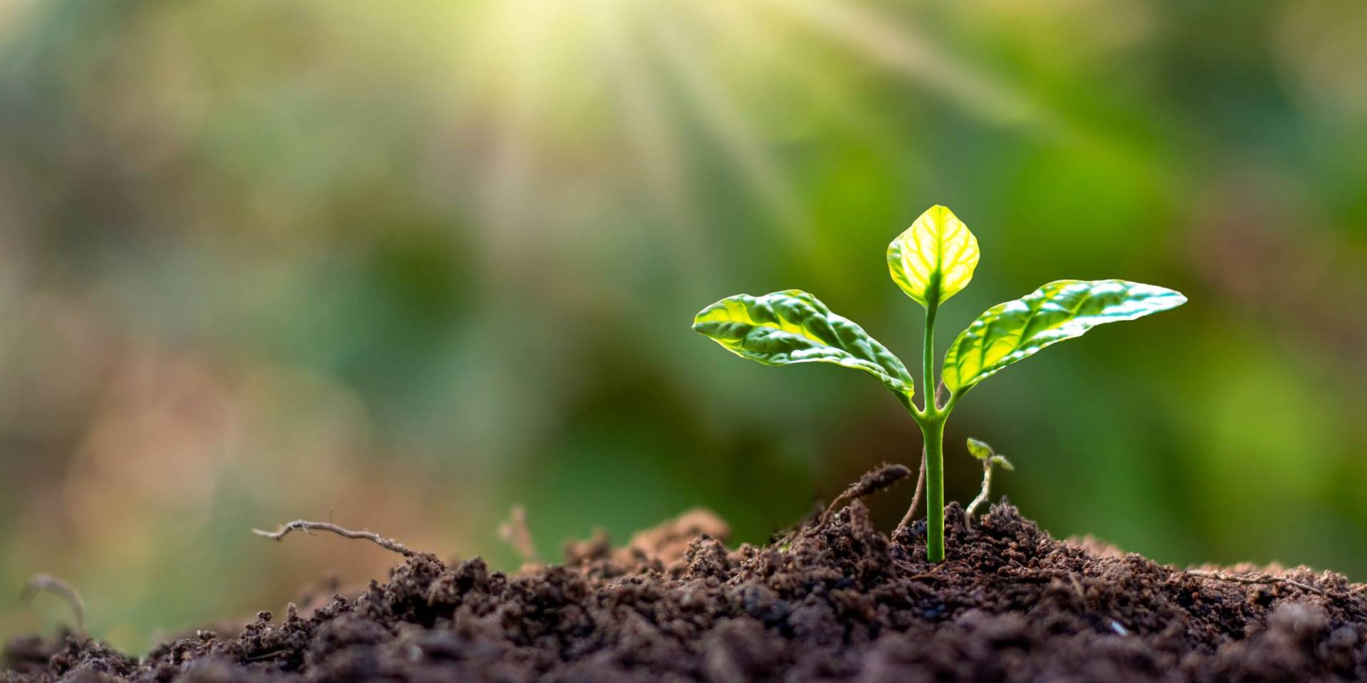 Respectueux de l'environnement illustration plante qui pousse avec un rayon de soleil