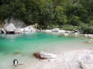 photo d'une rivière en Slovénie (Soca) et d'un chien à gauche qui porte un bâton