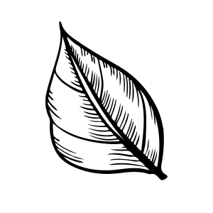 feuille